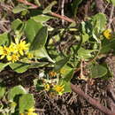 Image of Osteospermum moniliferum subsp. rotundatum (DC.) J. C. Manning & Goldblatt