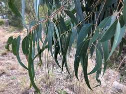 Image of Eucalyptus prava L. A. S. Johnson & K. D. Hill