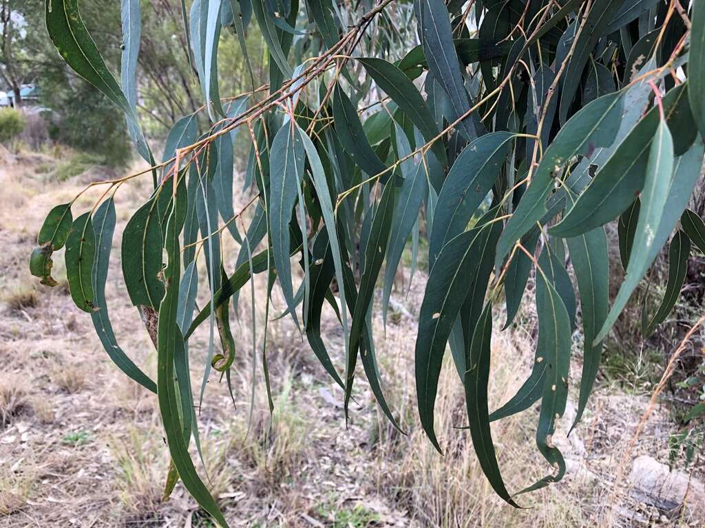 Image of Eucalyptus prava L. A. S. Johnson & K. D. Hill