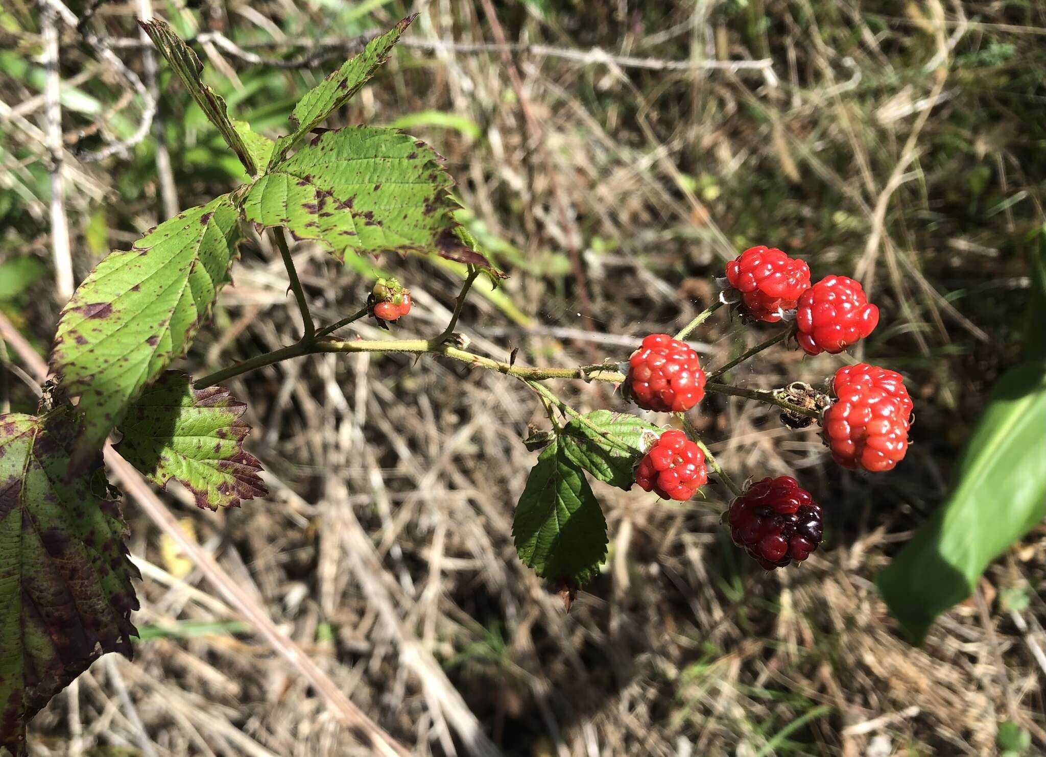 Sivun Rubus argutus Link kuva