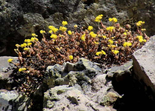 Image of Aeonium saundersii C. Bolle