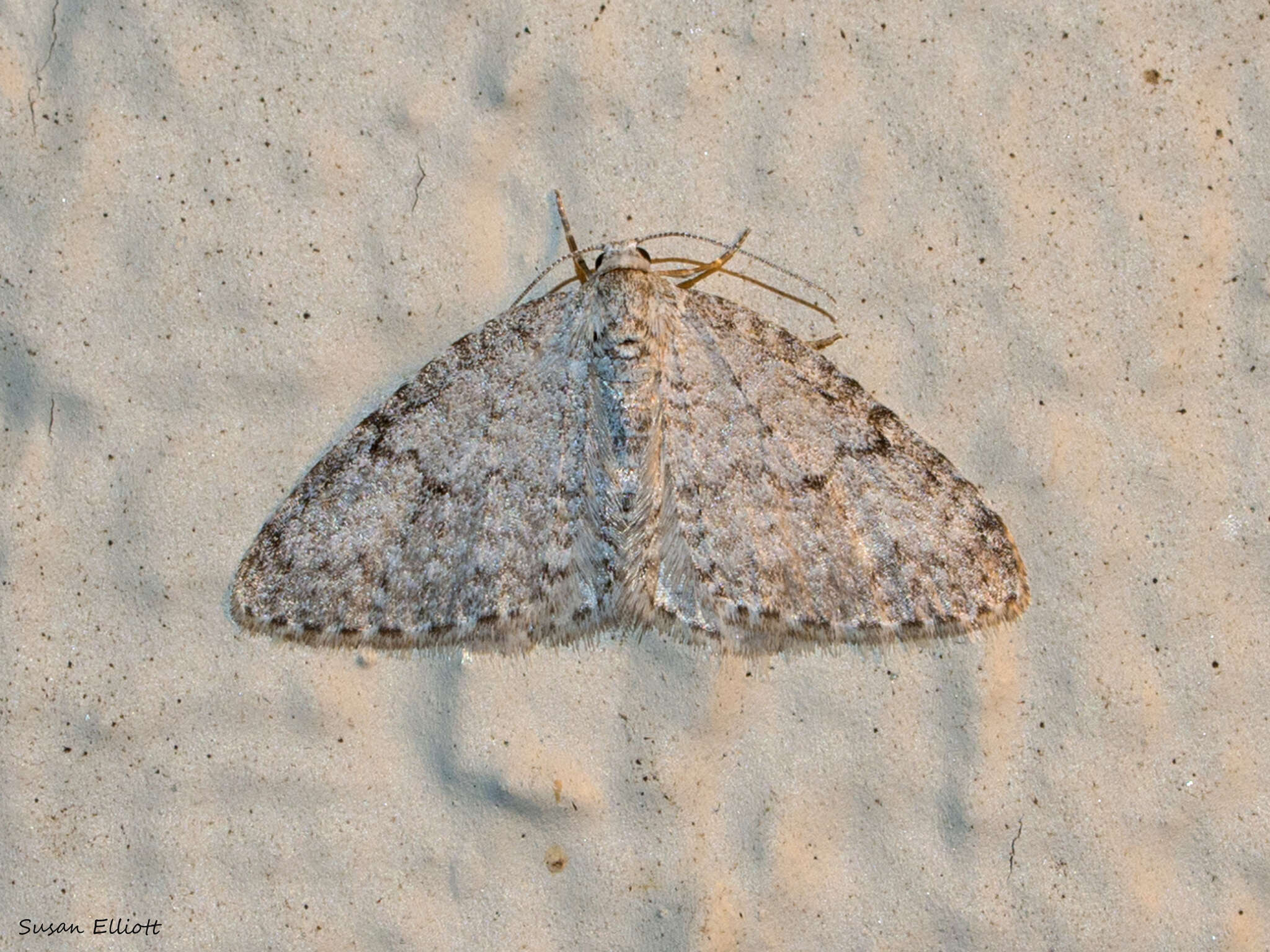 Image of Brown-shaded Carpet