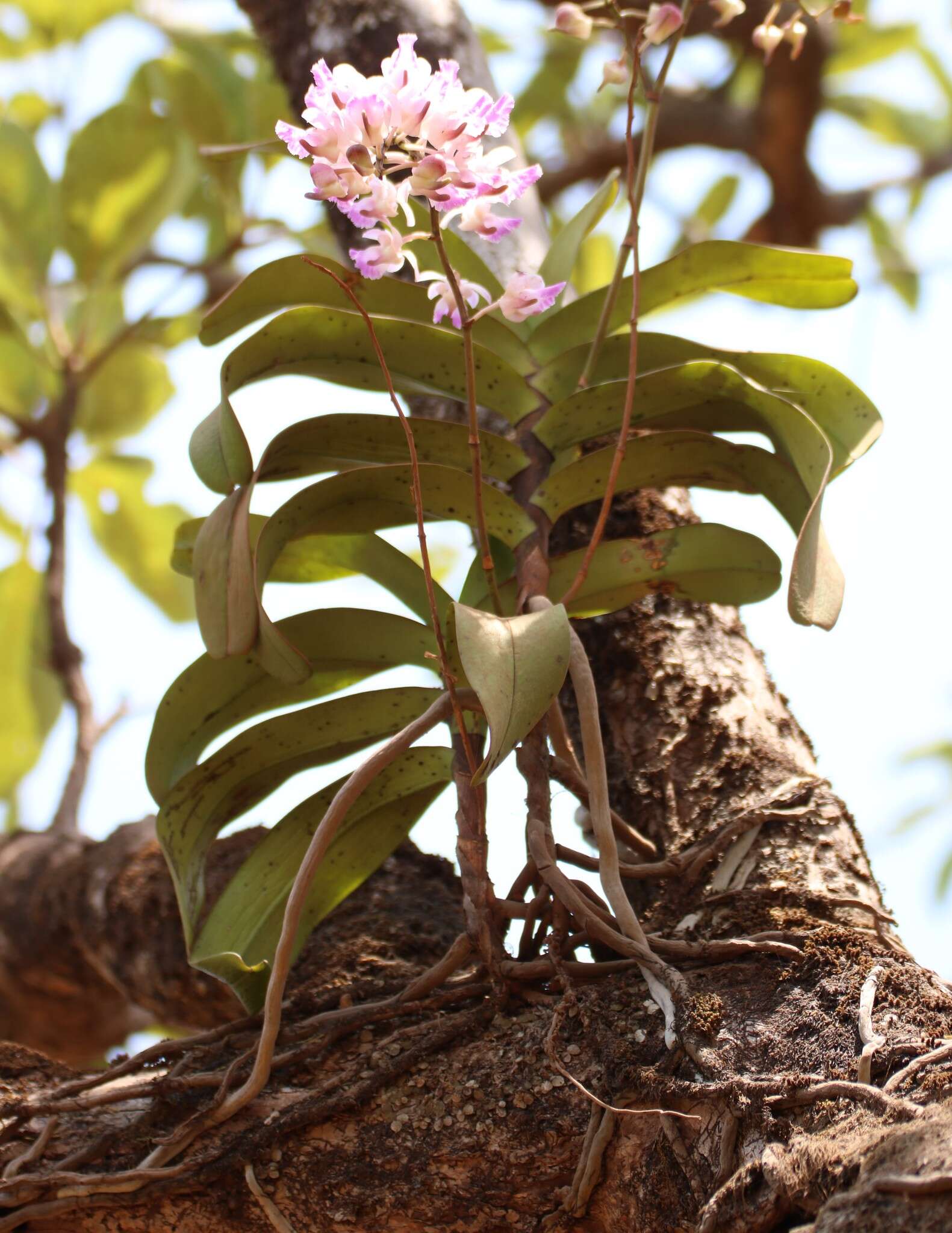 Image of Aerides crispa Lindl.