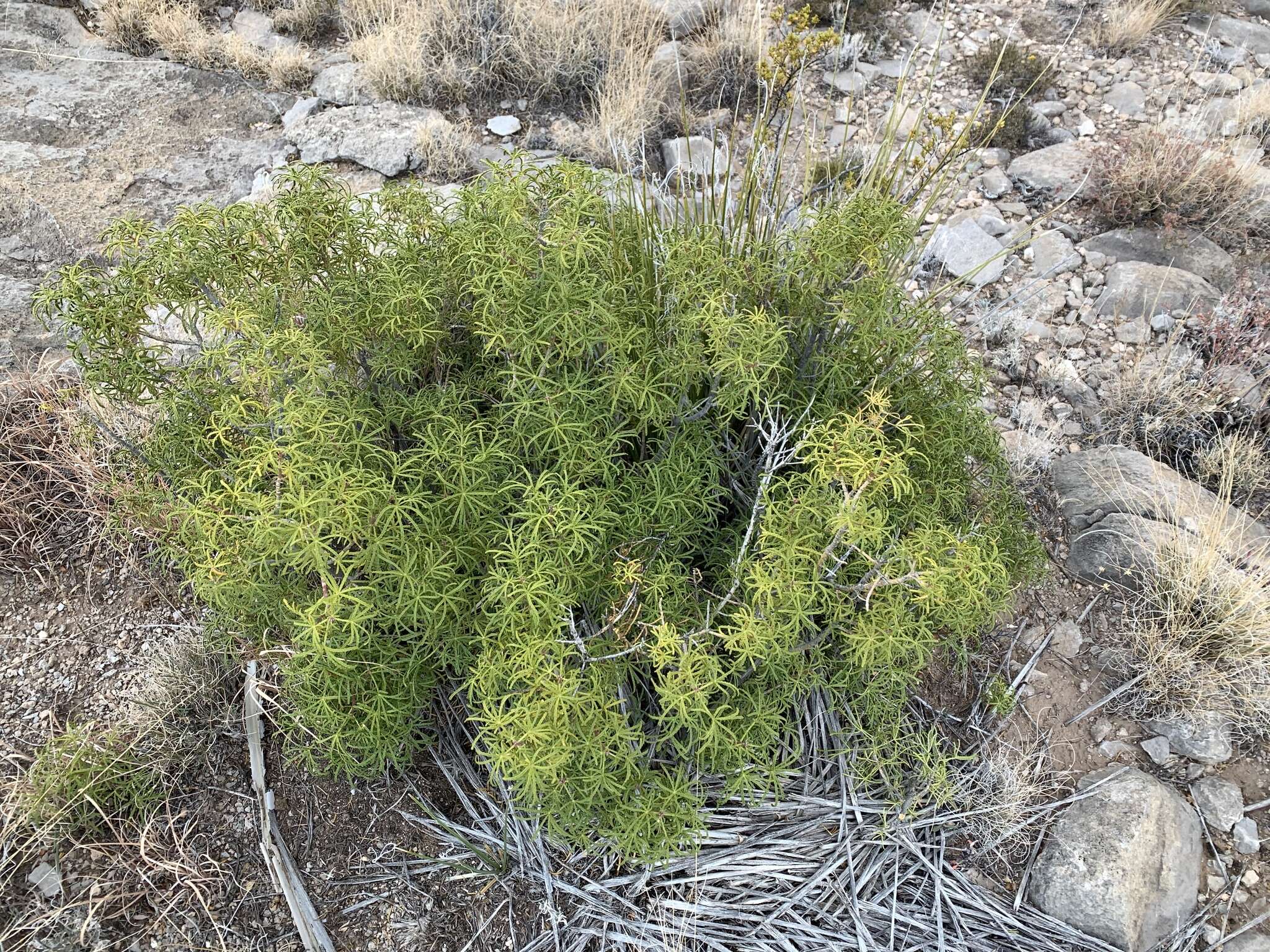 Image de Choisya dumosa (Torr.) Gray