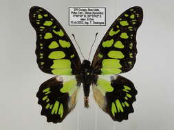 Sivun Graphium tynderaeus (Fabricius 1793) kuva