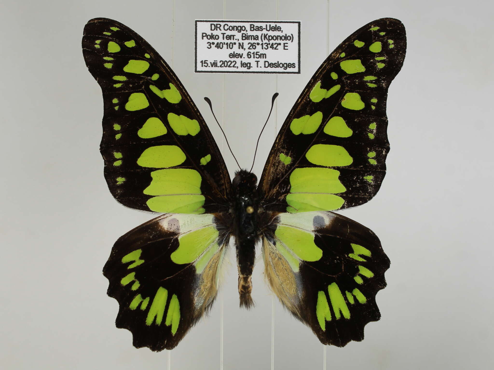 Sivun Graphium tynderaeus (Fabricius 1793) kuva