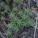 Image of Plantago subulata L.