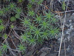 Image of Plantago subulata L.