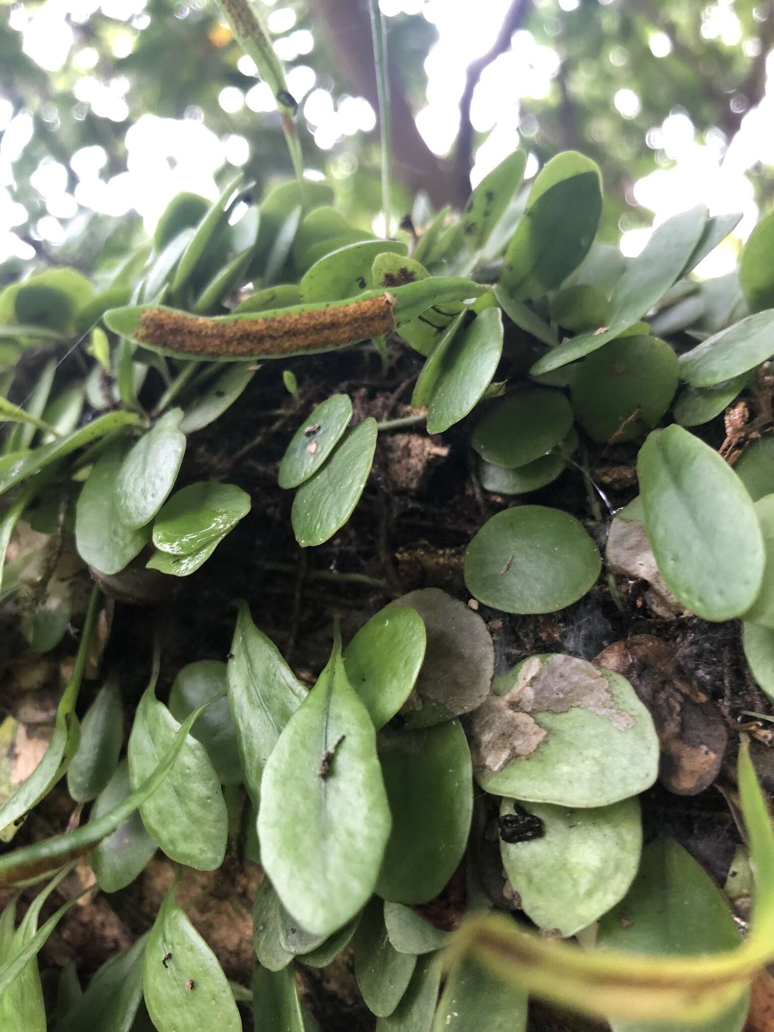 Image of Lemmaphyllum microphyllum C. Presl