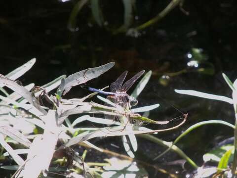 Image of Blue Dasher