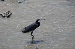 Image of Western Reef Heron