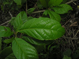 Image of <i>Sloanea rugosa</i> D. A. Smith
