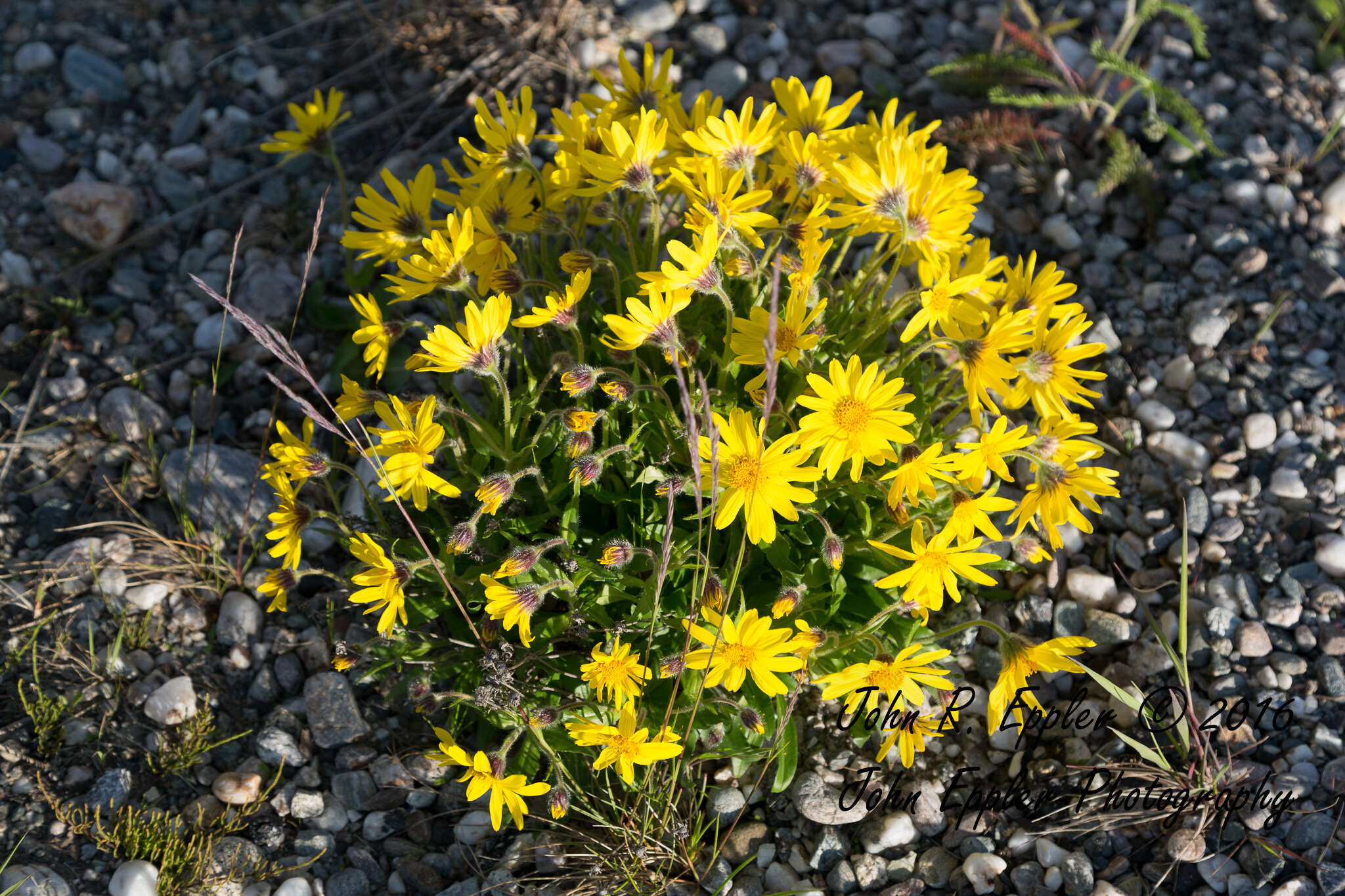 Image of Arnica griscomii Fern.