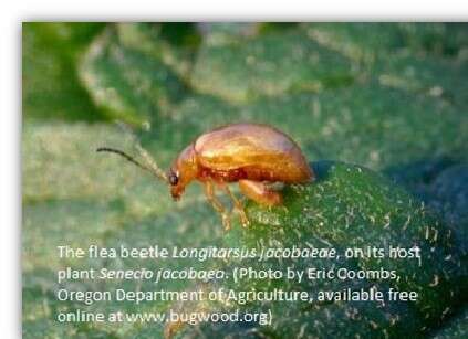 Image of Tansy Ragwort Flea Beetle