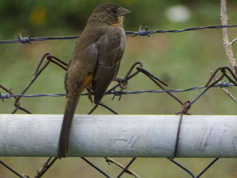 Image of White-throated Towhee