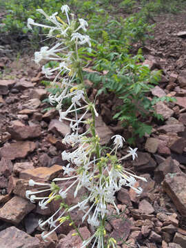 Image of scarlet gilia