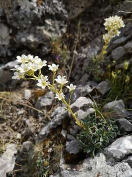 Image of Saxifraga callosa Sm.