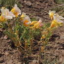 Image of Tropaeolum sessilifolium Poepp. & Endl.