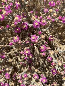 Mesembryanthemum articulatum Thunb. resmi