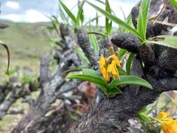 Image de Polystachya mafingensis P. J. Cribb