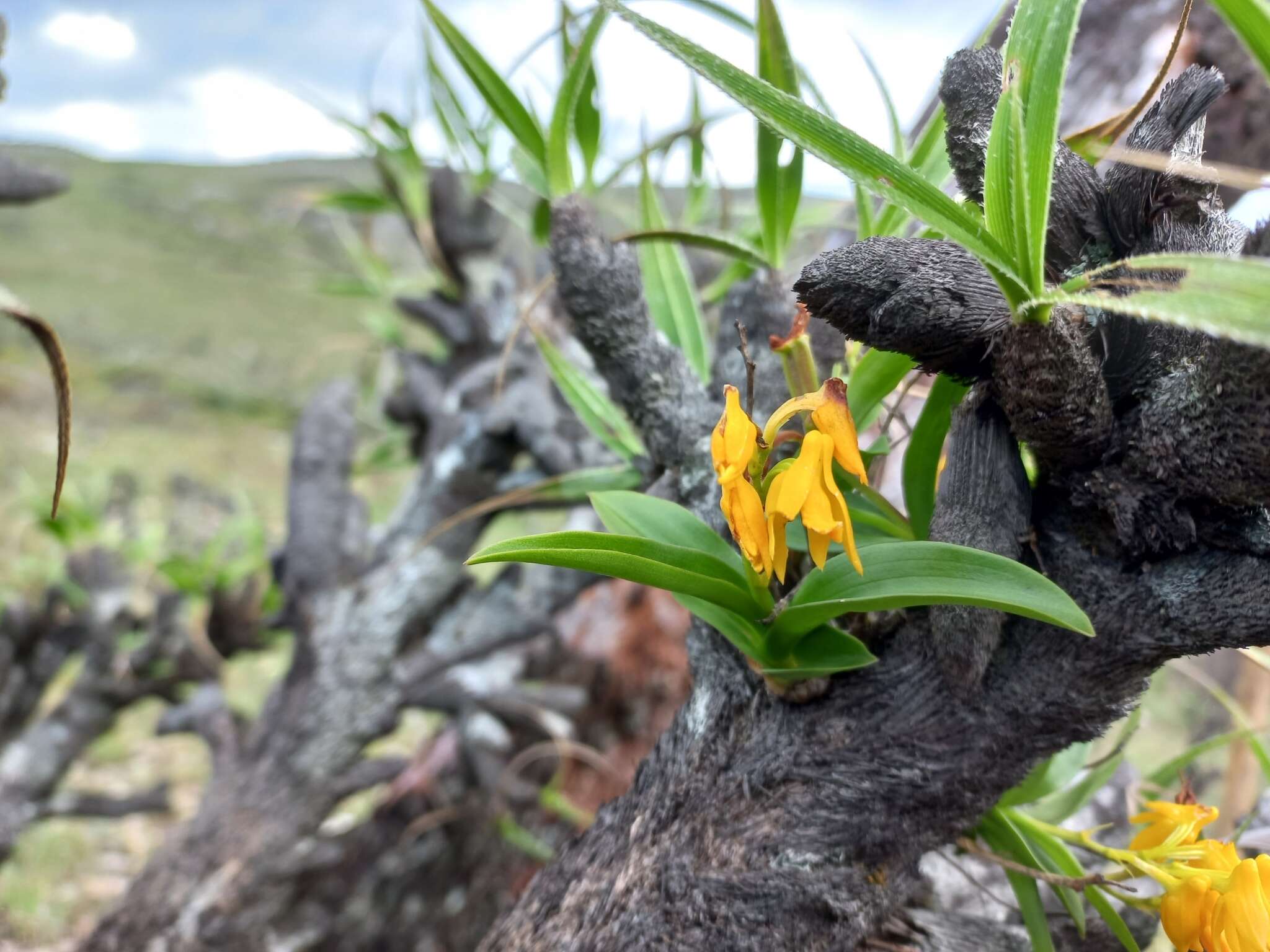 Image de Polystachya mafingensis P. J. Cribb