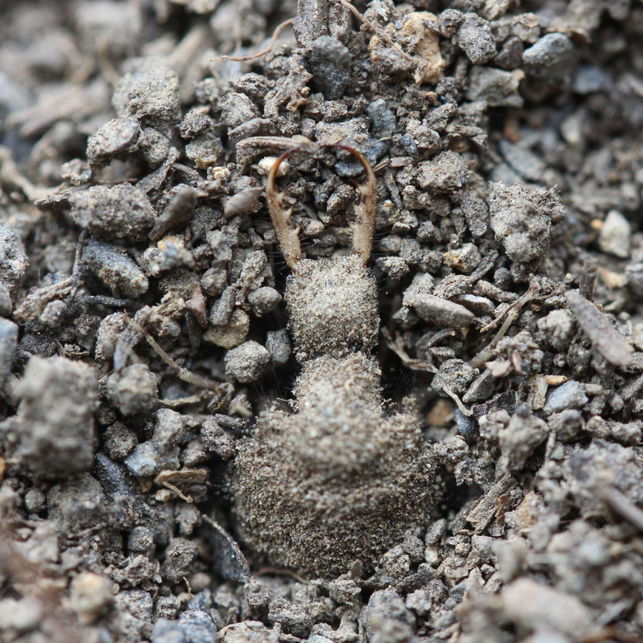 Image of New Zealand antlion