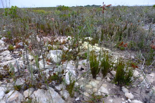 Image of Thamnochortus paniculatus Mast.