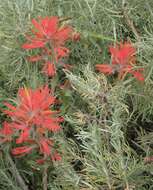 Image of coast Indian paintbrush