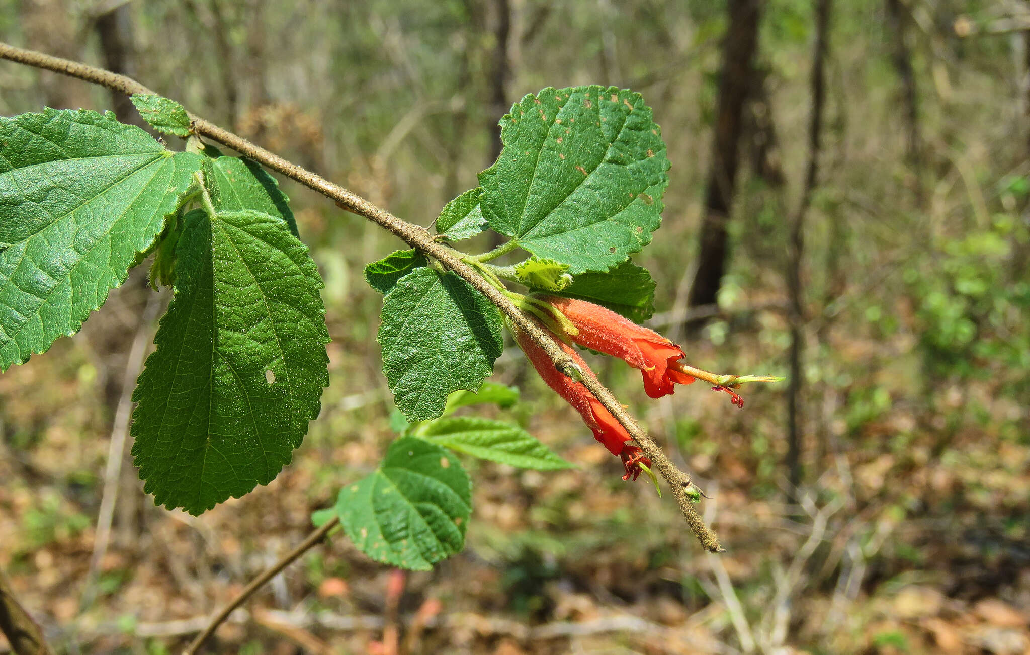 Image of Helicteres guazumifolia Kunth