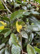 Image of <i>Swartzia costaricensis</i>