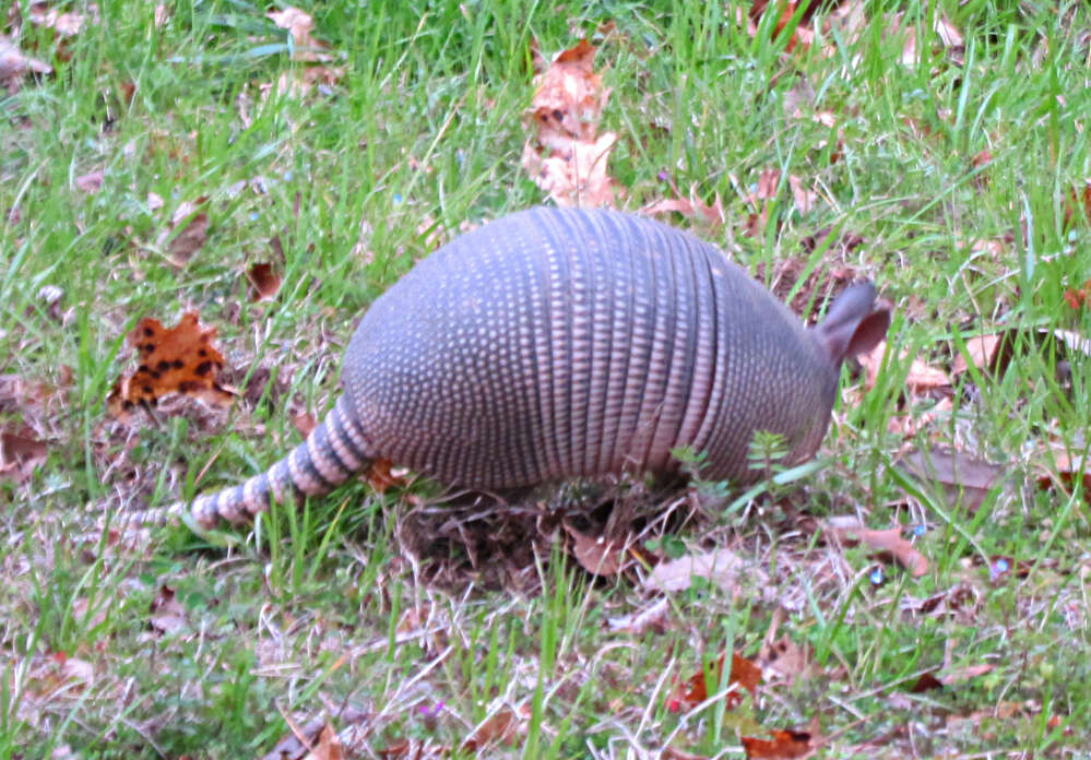 Image of long-nosed armadillos