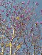 Sivun Jacaranda brasiliana (Lam.) Pers. kuva