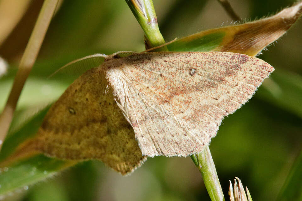 Cyclophora maderensis Bethune-Baker 1891 resmi