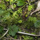Image of Leptinella dispersa subsp. dispersa