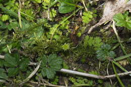 Image of Leptinella dispersa subsp. dispersa