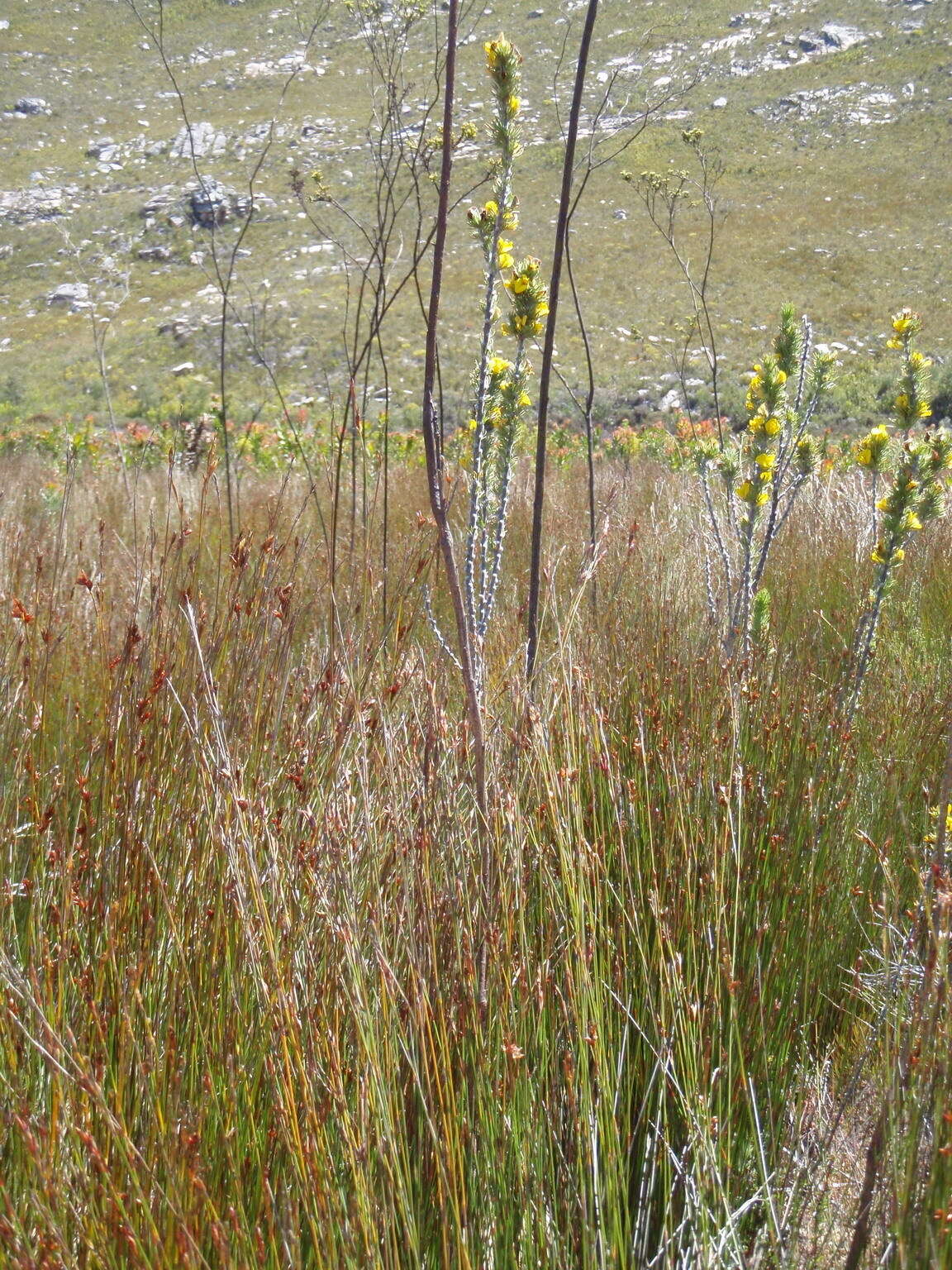 Plancia ëd Aspalathus acanthes Eckl. & Zeyh.