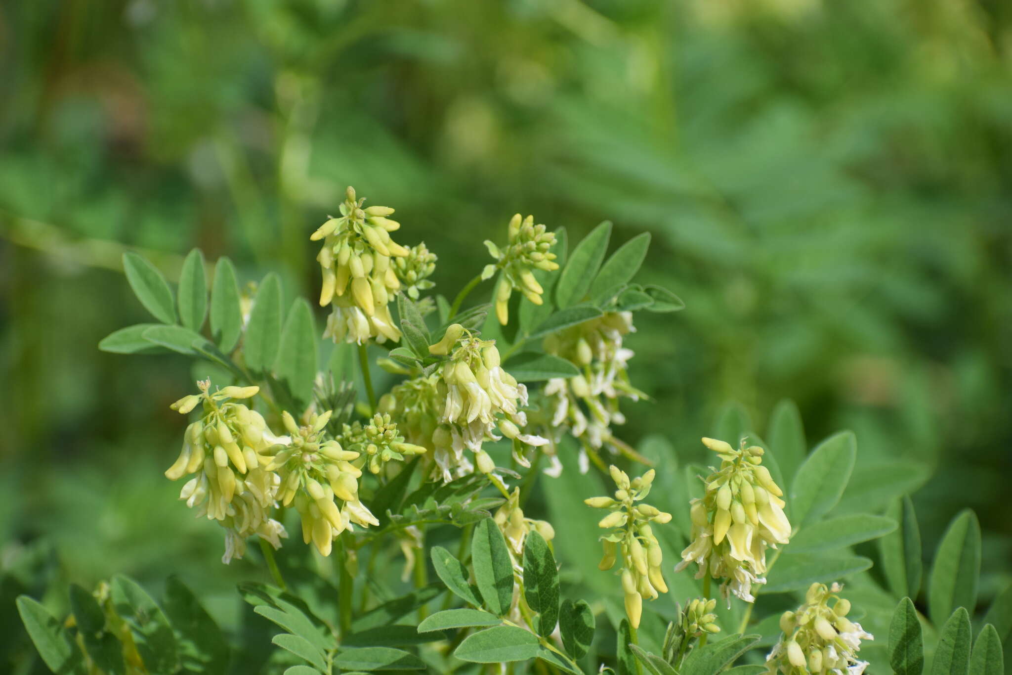 Plancia ëd Astragalus americanus (Hook.) M. E. Jones