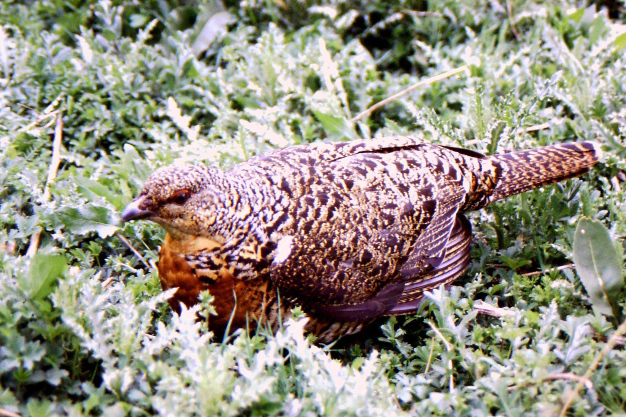 Image of Cantabrian capercaillie