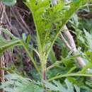 Image of Senecio esleri C. J. Webb