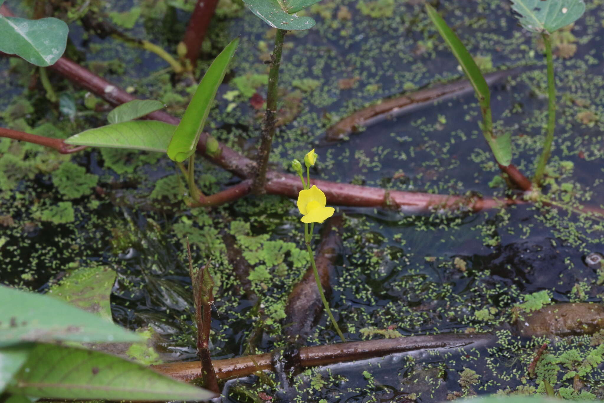 Image de Utricularia aurea Lour.