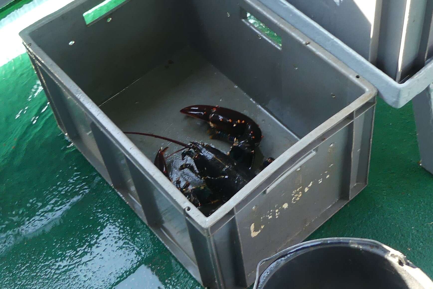 Image of Common lobster