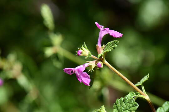 Слика од Stachys bigelovii A. Gray