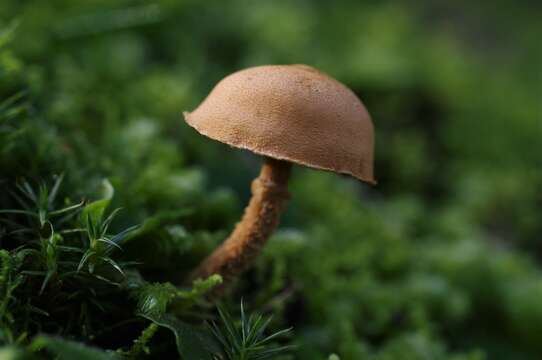 Image of Cystoderma muscicola (Cleland) Grgur. 1997