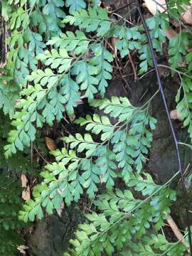 Asplenium pseudolaserpitiifolium Ching ex Tard. & Ching resmi