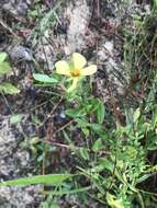 Imagem de Hypericum crux-andreae (L.) Crantz