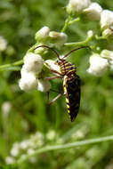 Megacyllene acuta (Germar 1821)的圖片