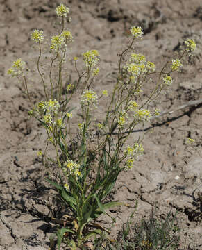 Imagem de Lepidium jaredii subsp. album