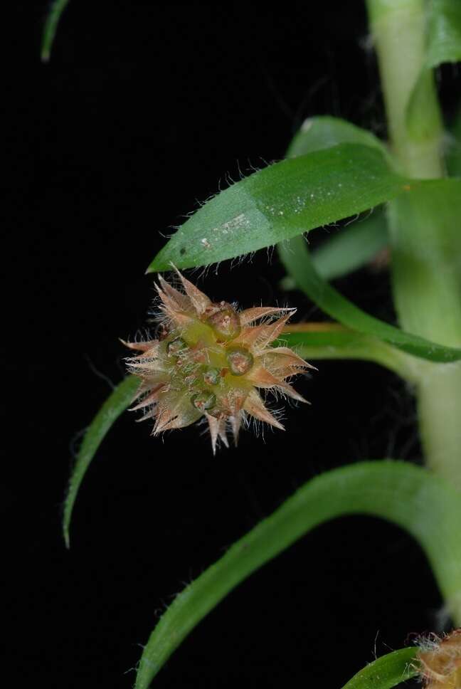 Image of Paepalanthus fluviatilis