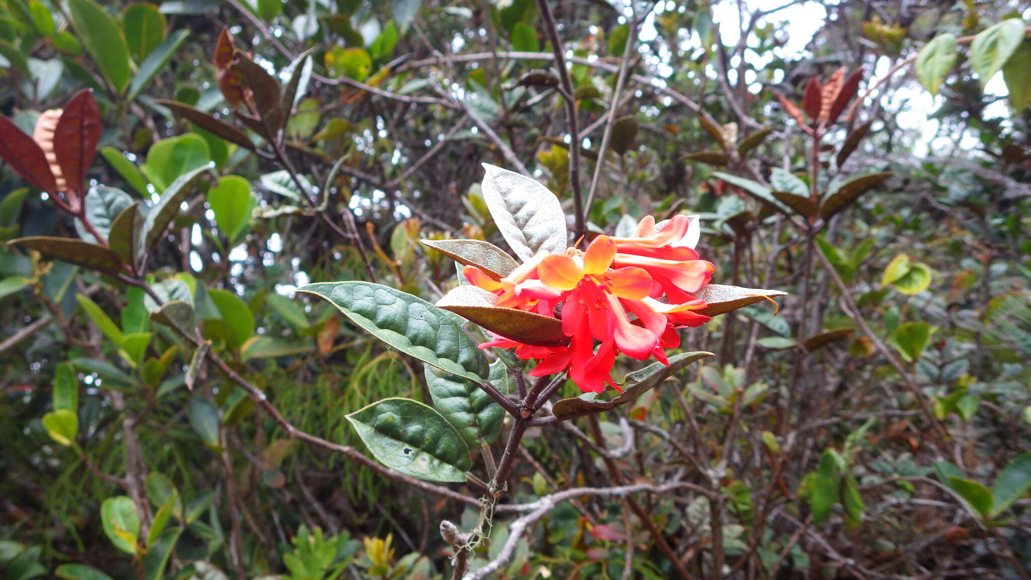 صورة Rhododendron rugosum Low ex Hook. fil.