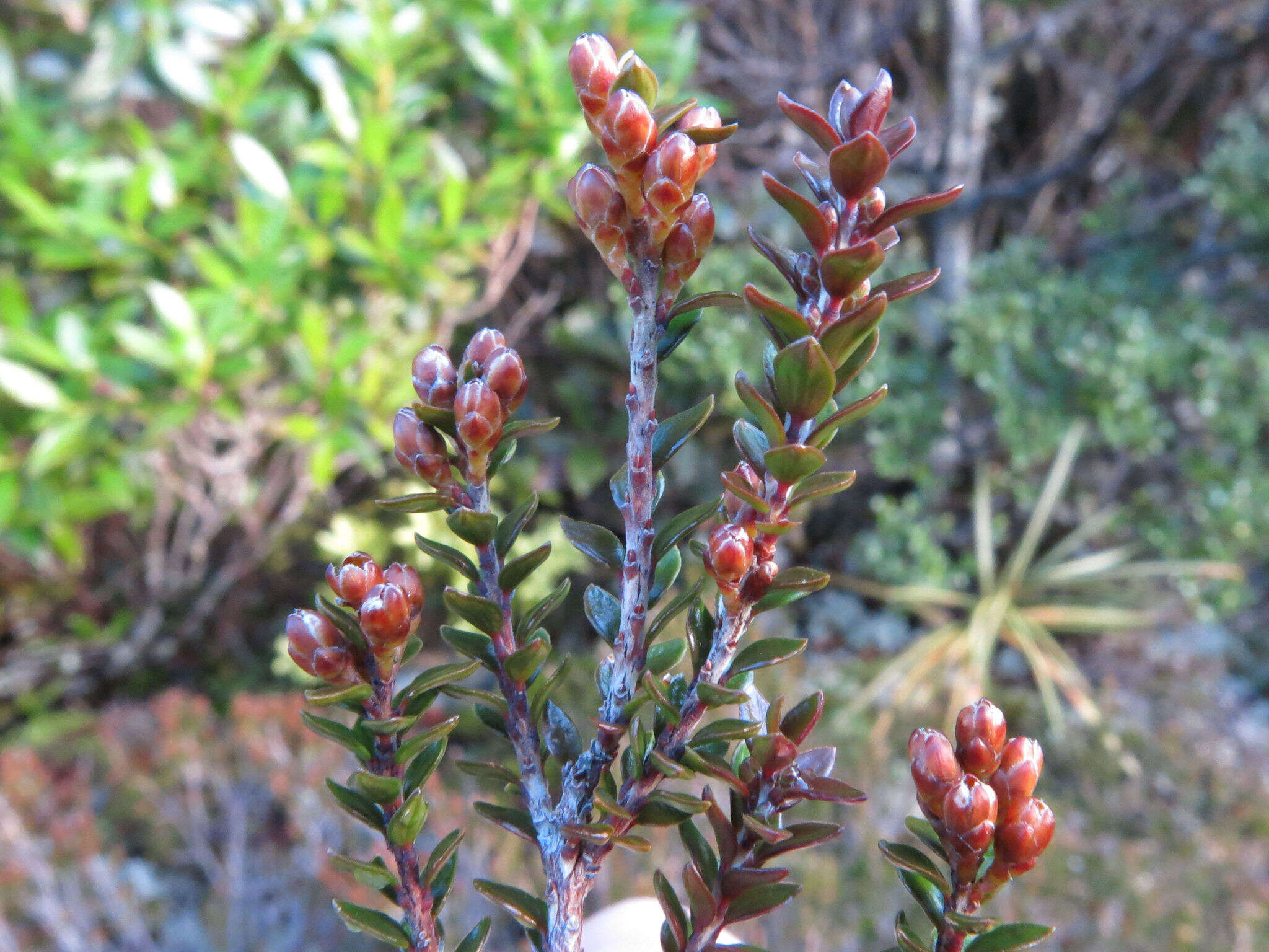 Imagem de Epacris alpina Hook. fil.